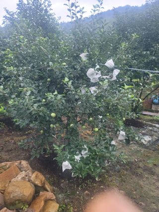 해모로농원님의 사과 · 영농일지 작성글 사진