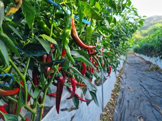김영일님의 고추 · 영농일지 작성글 사진