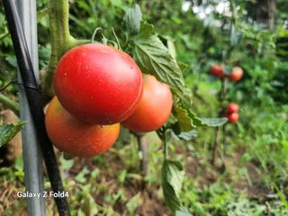 이훈정(시몬)님의 기타작물 · 영농일지 작성글 사진