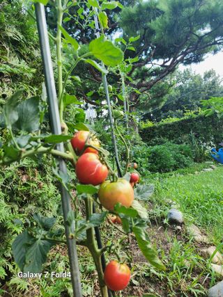 이훈정(시몬)님의 기타작물 · 영농일지 작성글 사진