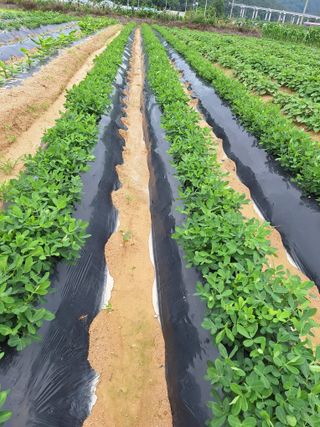 김철수님의 고구마 · 영농일지 작성글 사진