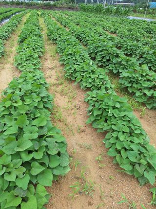 김철수님의 고구마 · 영농일지 작성글 사진