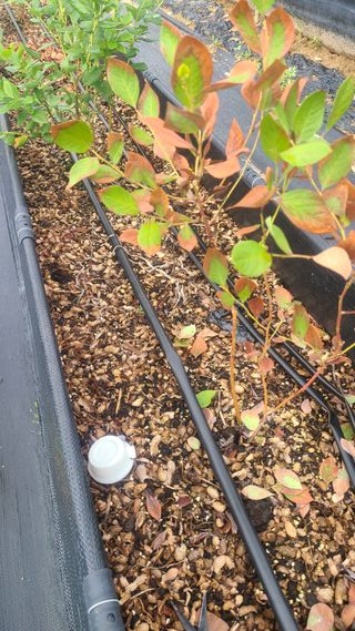 김동만님의 블루베리 · 병해충상담 작성글 사진