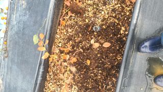 김동만님의 블루베리 · 병해충상담 작성글 사진