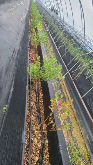 김동만님의 블루베리 · 병해충상담 작성글 사진