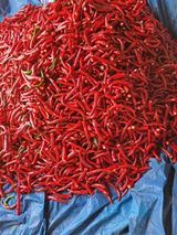 팜모닝 고추·영농일지 게시글 이미지