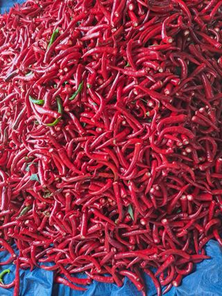 백봉2리밭농사곡식님의 고추 · 영농일지 작성글 사진