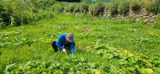 호박21690님의 호박 · 영농일지 작성글 사진