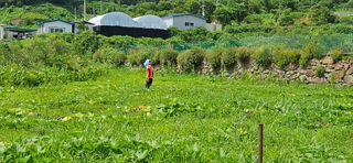 호박21690님의 호박 · 영농일지 작성글 사진