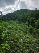 팜모닝 기타작물·영농일지 게시글 이미지