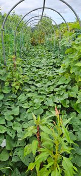 팜모닝 고구마·영농일지 게시글 이미지