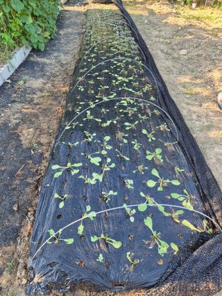 남천나무7076님의 배추 · 영농일지 작성글 사진