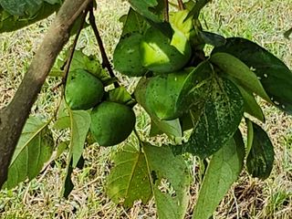 추녹이님의 감 · 영농일지 작성글 사진