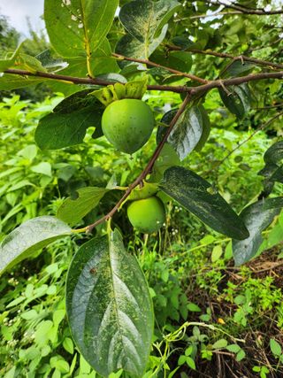 추녹이님의 감 · 영농일지 작성글 사진