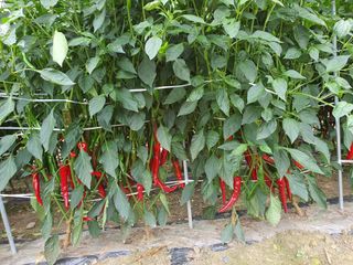 벼13921님의 고추 · 영농일지 작성글 사진