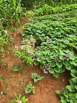 팜모닝 고구마·영농일지 게시글 이미지