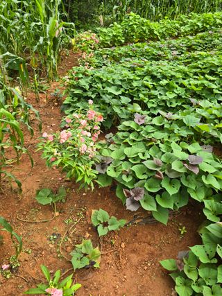 김재경님의 고구마 · 영농일지 작성글 사진