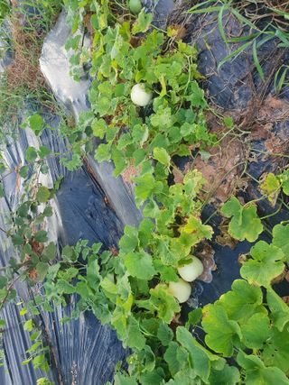 마바리63님의 기타작물 · 영농일지 작성글 사진