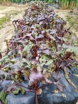 팜모닝 기타작물·영농일지 게시글 이미지