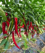 팜모닝 고추·영농일지 게시글 이미지