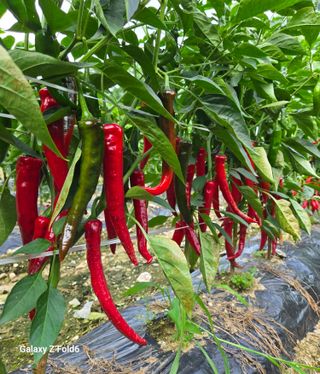 도울농장 이원용님의 고추 · 영농일지 작성글 사진