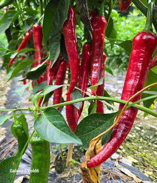 도울농장 이원용님의 고추 · 영농일지 작성글 사진