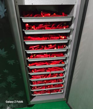 도울농장 이원용님의 고추 · 영농일지 작성글 사진