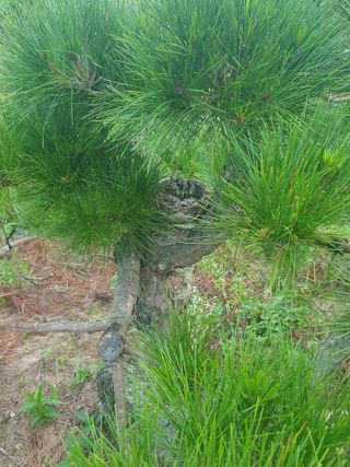 작은소나무님의 자유주제 · 사진전 작성글 사진