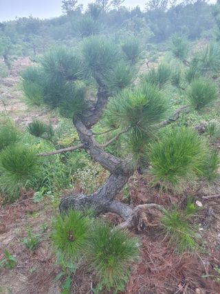작은소나무님의 자유주제 · 사진전 작성글 사진