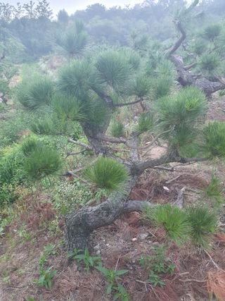 작은소나무님의 자유주제 · 사진전 작성글 사진