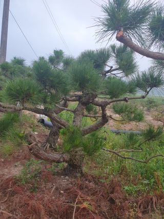 작은소나무님의 자유주제 · 사진전 작성글 사진