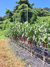 팜모닝 고추·영농일지 게시글 이미지