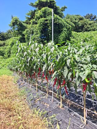 이화영(7629)님의 고추 · 영농일지 작성글 사진