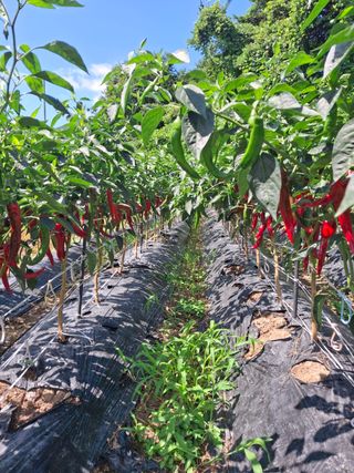 이화영(7629)님의 고추 · 영농일지 작성글 사진