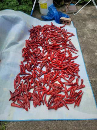 이화영(7629)님의 고추 · 영농일지 작성글 사진