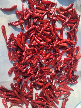 이화영(7629)님의 고추 · 영농일지 작성글 사진