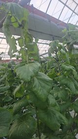 팜모닝 농사, 무엇이든 물어보세요!·참여글 게시글 이미지