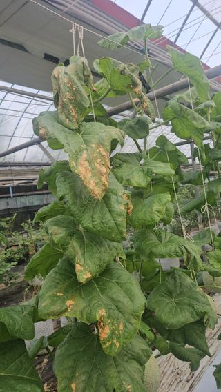 장서인님의 농사, 무엇이든 물어보세요! · 참여글 작성글 사진