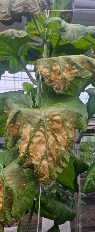 장서인님의 농사, 무엇이든 물어보세요! · 참여글 작성글 사진