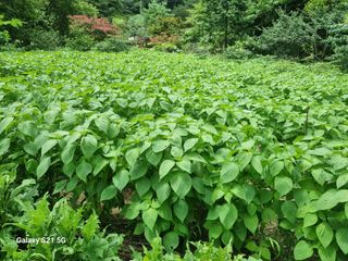 정금석님의 들깨 · 영농일지 작성글 사진