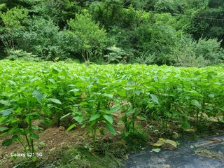 정금석님의 들깨 · 영농일지 작성글 사진