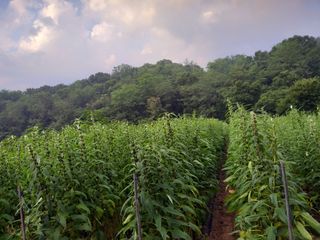 초보굴백이님의 참깨 · 영농일지 작성글 사진
