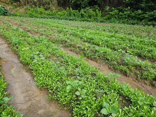 김형선님의 들깨 · 영농일지 작성글 사진