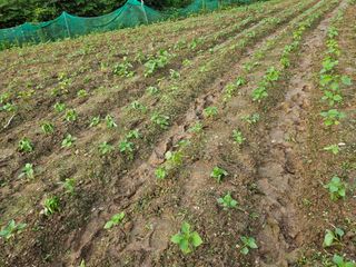 김형선님의 들깨 · 영농일지 작성글 사진