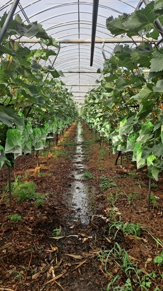 모포리흰개 님의 포도 · 영농일지 작성글 사진