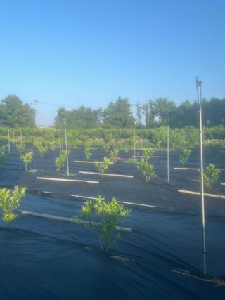 이명희님의 귤 · 영농일지 작성글 사진