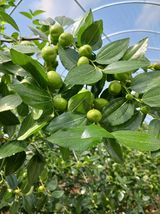 팜모닝 기타작물·영농일지 게시글 이미지