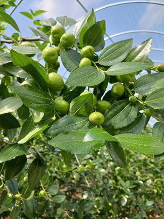 정원대추농원님의 기타작물 · 영농일지 작성글 사진