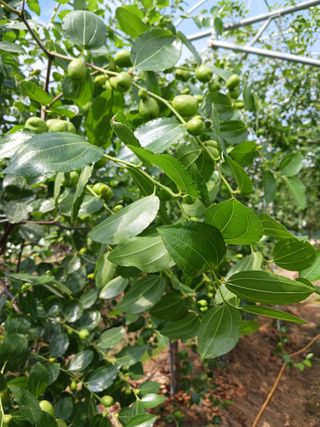 정원대추농원님의 기타작물 · 영농일지 작성글 사진