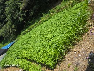 청계닭님의 들깨 · 영농일지 작성글 사진